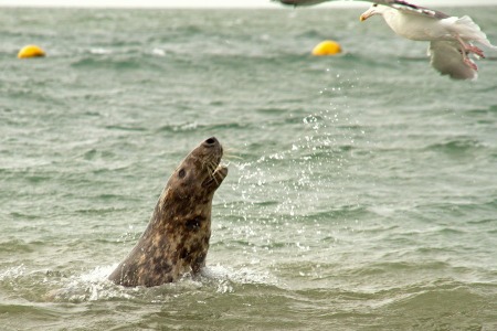 grijze zeehond springt uit water 2
