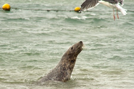 Grijze zeehond springt uit water 1
